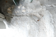 Camponotus inaequalis