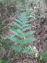 Deparia petersenii