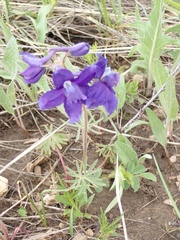Delphinium bicolor