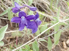 Delphinium bicolor