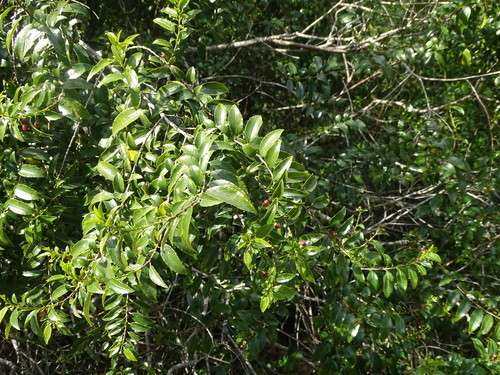 Image of Rhamnus prinoides by (c) Shaun Swanepoel, some rights reserved (CC BY)