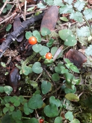 Nertera dichondrifolia