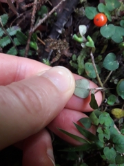 Nertera dichondrifolia