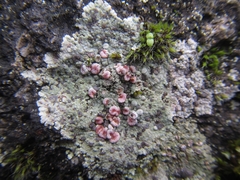 Placopsis rhodophthalma