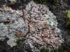 Placopsis rhodophthalma