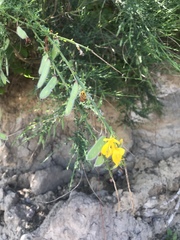 Cytisus scoparius