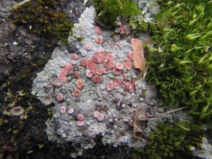 Placopsis rhodophthalma