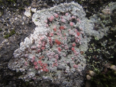 Placopsis rhodophthalma