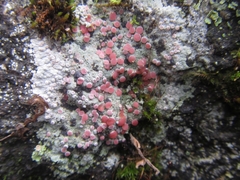 Placopsis rhodophthalma