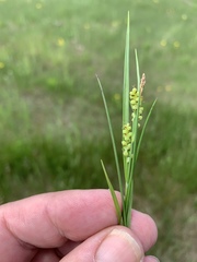 Carex garberi