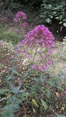 Centranthus ruber