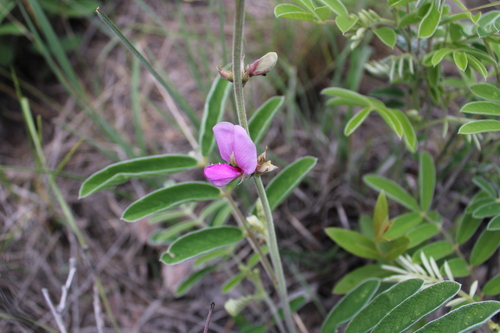 Image of Tephrosia nicaraguensis by (c) Rodolfo Maximiliano Gutiérrez-Sánchez, some rights reserved (CC BY)