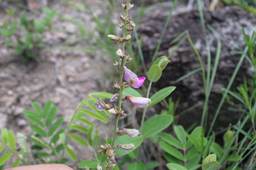 Image of Tephrosia nicaraguensis by (c) Rodolfo Maximiliano Gutiérrez-Sánchez, some rights reserved (CC BY)