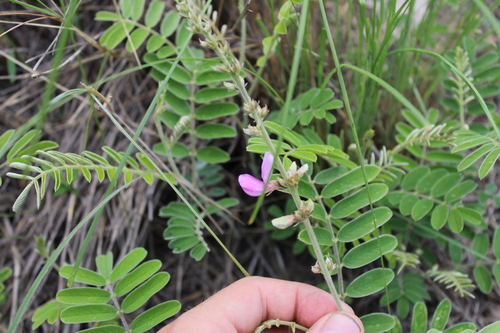 Image of Tephrosia nicaraguensis by (c) Rodolfo Maximiliano Gutiérrez-Sánchez, some rights reserved (CC BY)