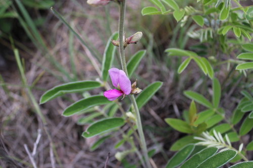 Image of Tephrosia nicaraguensis by (c) Rodolfo Maximiliano Gutiérrez-Sánchez, some rights reserved (CC BY)