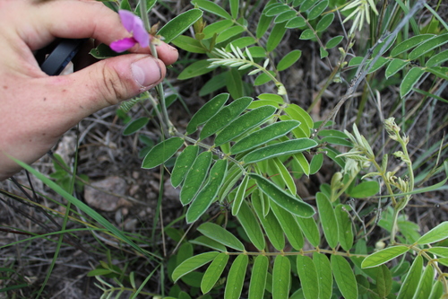 Image of Tephrosia nicaraguensis by (c) Rodolfo Maximiliano Gutiérrez-Sánchez, some rights reserved (CC BY)
