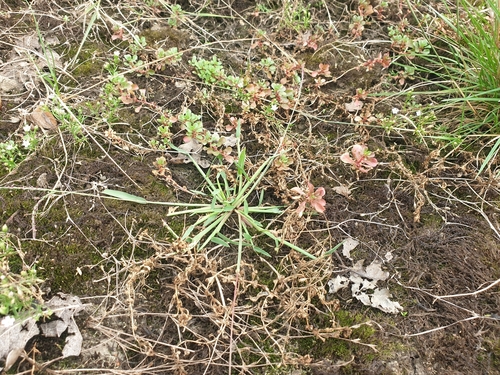 Image of Smooth Crabgrass (Digitaria ischaemum) by (c) Clément Maouche, some rights reserved (CC BY)