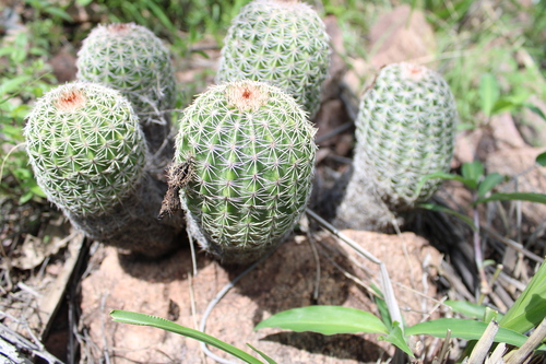 Echinocereus pamanesii