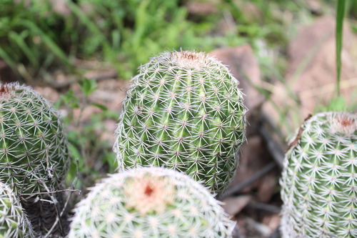 Echinocereus pamanesii