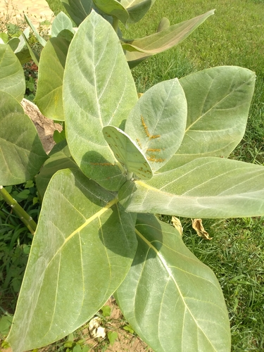 Calotropis image