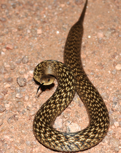 Photo of a Tropical Forest Snake (Calamodontophis paucidens)