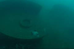 Pseudobalistes flavimarginatus