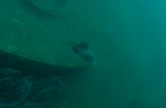 Pseudobalistes flavimarginatus