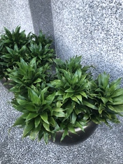 Dracaena fragrans compacta