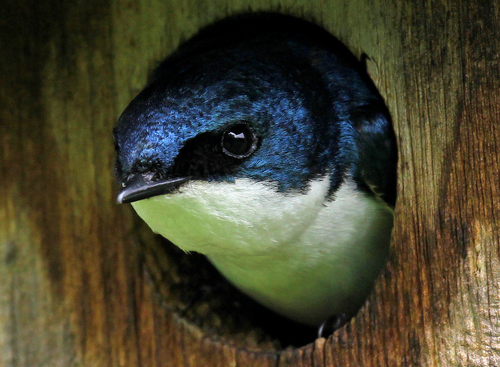Tree Swallow (Tachycineta bicolor), photo 10