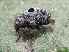 Cionus montanus