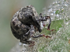 Cionus montanus