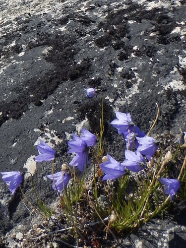 Image of Campanula giesekiana by (c) B Jaeger-Stanley, some rights reserved (CC BY)