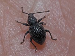 Otiorhynchus pinastri