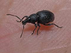 Otiorhynchus pinastri