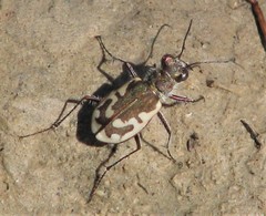 Cicindela repanda tanneri
