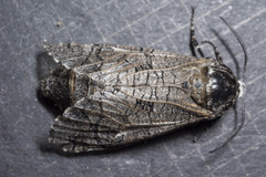 Prionoxystus macmurtrei