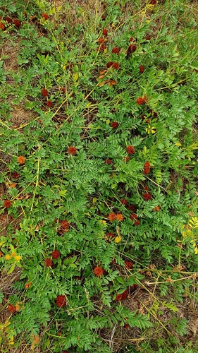 Image of Glycyrrhiza echinata by (c) Анна Митрошенкова, some rights reserved (CC BY)