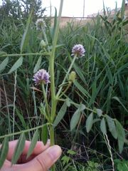 Glycyrrhiza echinata