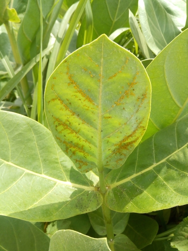 Calotropis procera image