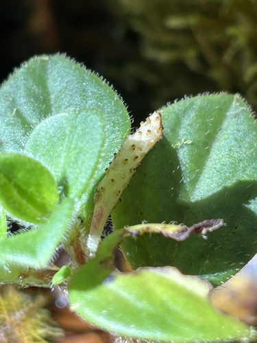 Peperomia expallescens observed 2024-08-16
