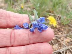Mertensia oblongifolia