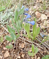 Mertensia oblongifolia