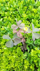 Oxalis corniculata