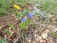 Mertensia oblongifolia