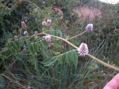 Glycyrrhiza echinata