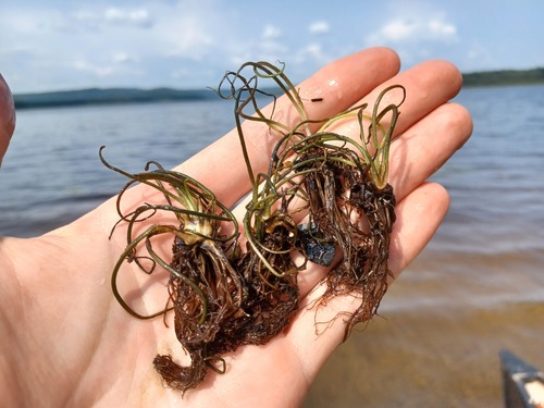Big-spore Quillwort (Isoetes macrospora)