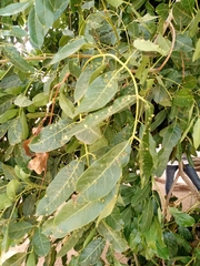 Khaya senegalensis