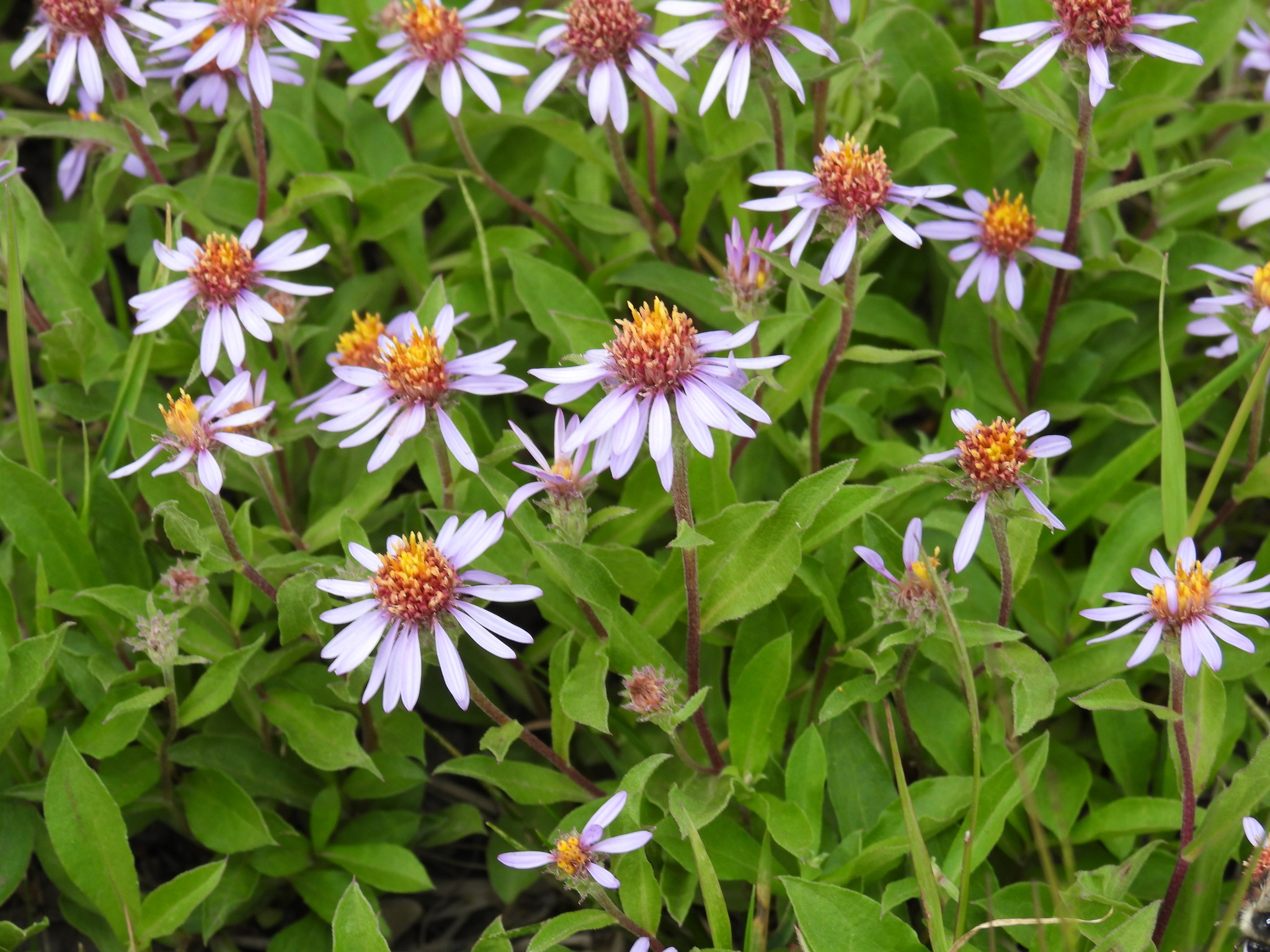 Eurybia sibirica