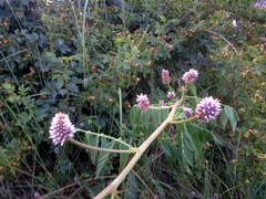 Glycyrrhiza echinata