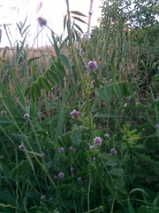 Glycyrrhiza echinata